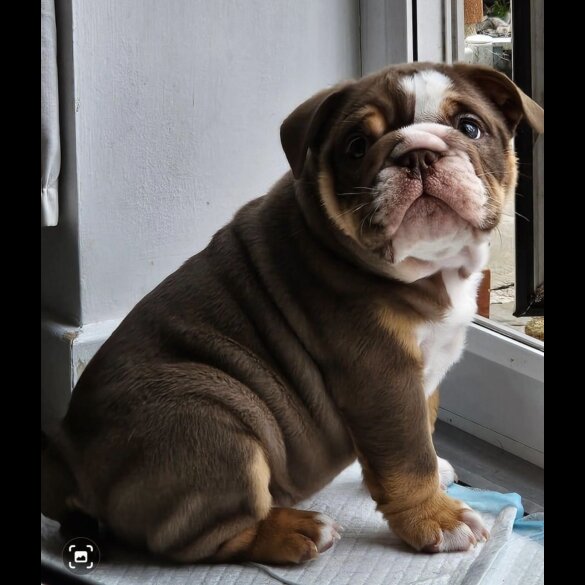 English Bulldog - Dogs