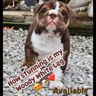 English Bulldog - Dogs
