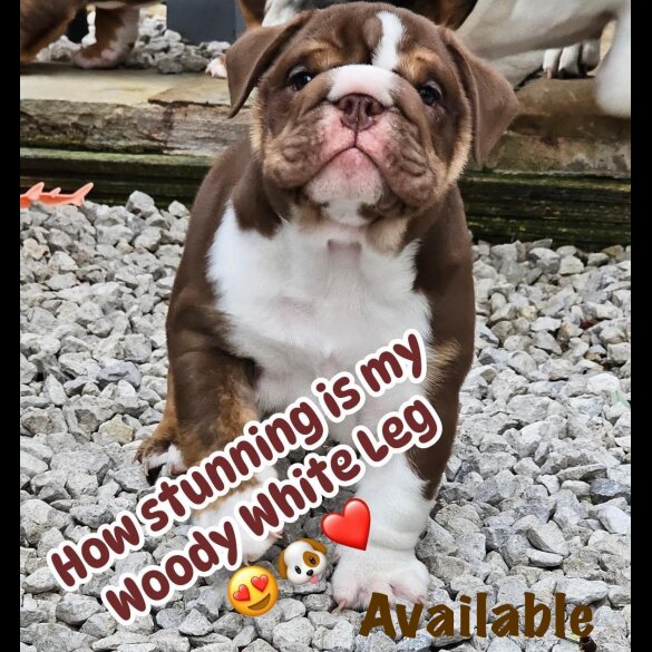 English Bulldog - Dogs