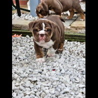 English Bulldog - Dogs