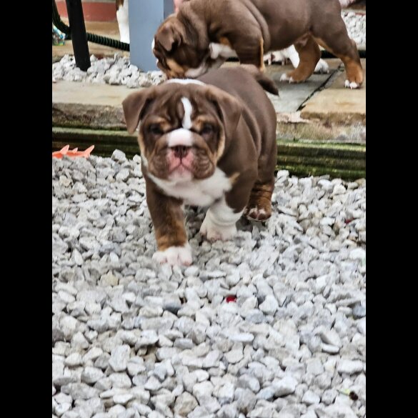 English Bulldog - Dogs