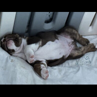 English Bulldog - Dogs