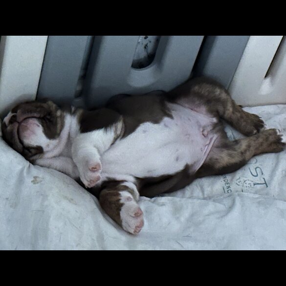 English Bulldog - Dogs