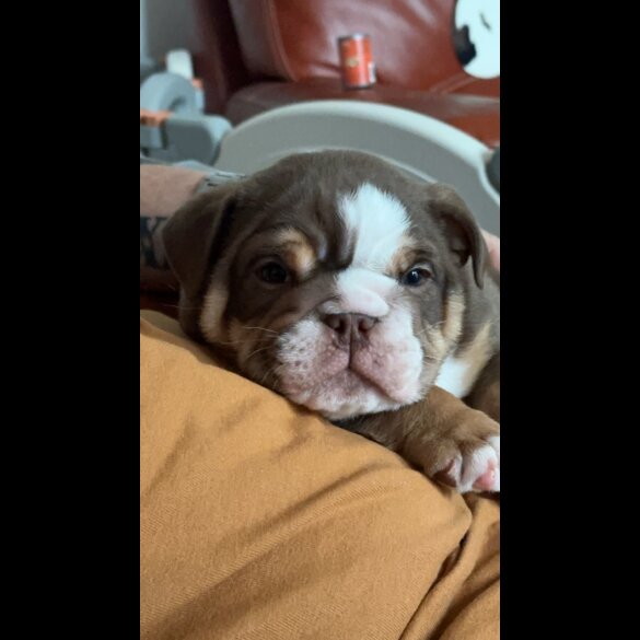 English Bulldog - Dogs