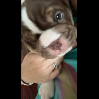 English Bulldog - Dogs