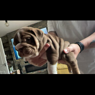 English Bulldog - Dogs