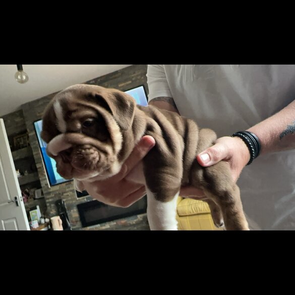 English Bulldog - Dogs
