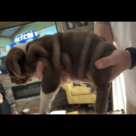 English Bulldog - Dogs