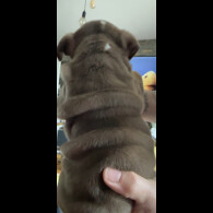 English Bulldog - Dogs