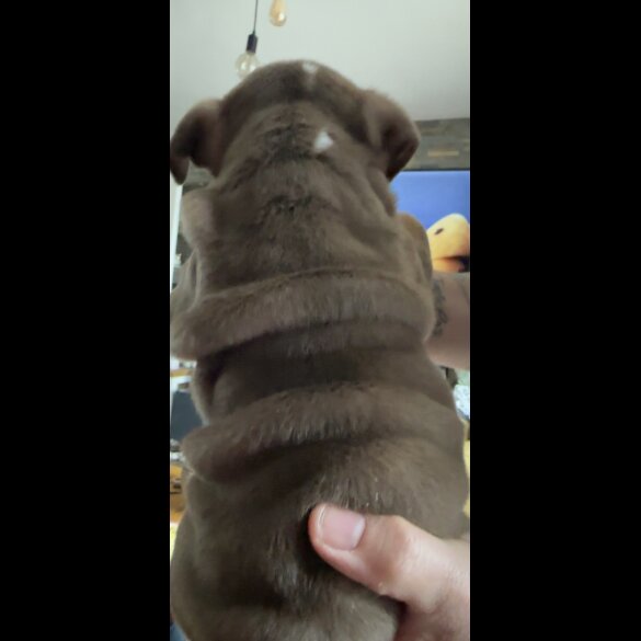 English Bulldog - Dogs