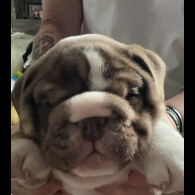 English Bulldog - Dogs