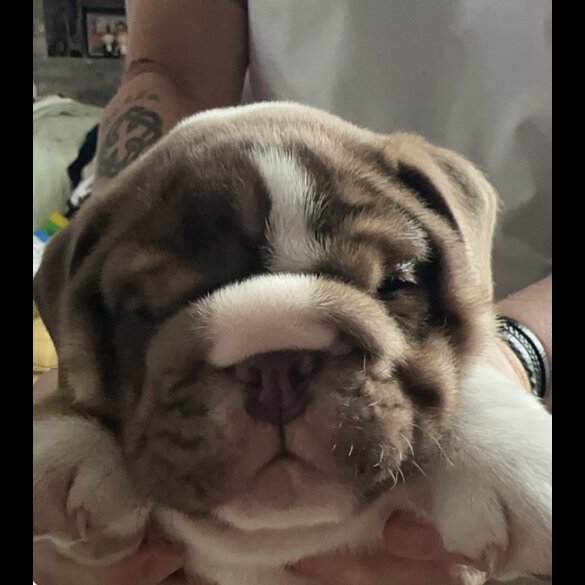 English Bulldog - Dogs