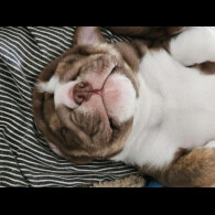 English Bulldog - Dogs