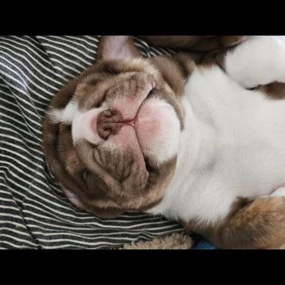 English Bulldog - Dogs