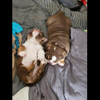 English Bulldog - Dogs