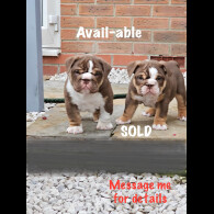 English Bulldog - Dogs