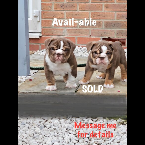 English Bulldog - Dogs