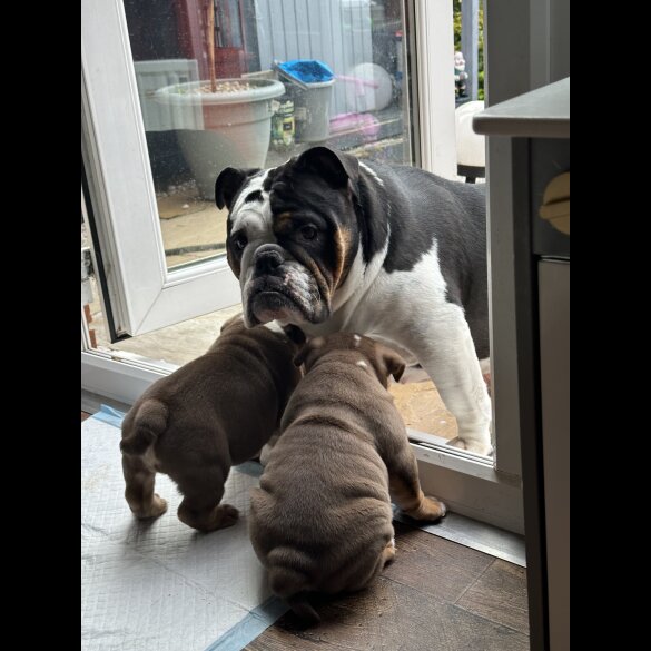 English Bulldog - Dogs
