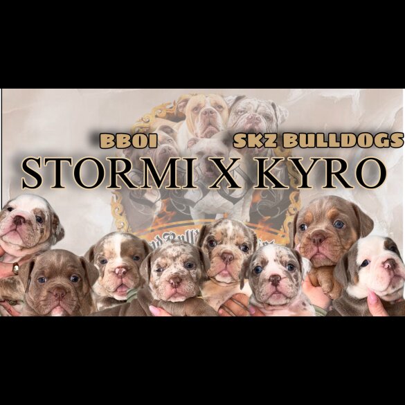 English Bulldog - Both