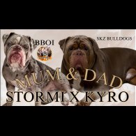 English Bulldog - Both