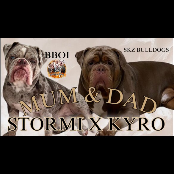 English Bulldog - Both