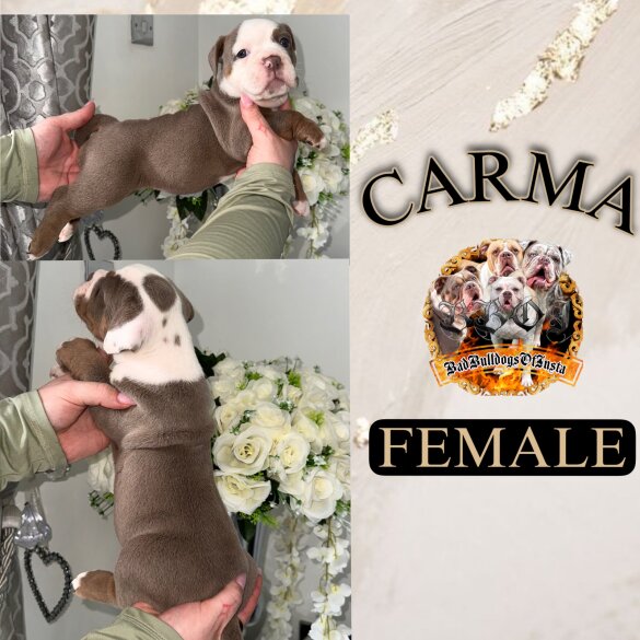 English Bulldog - Both