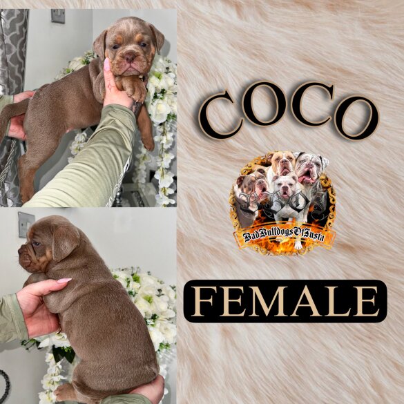 English Bulldog - Both