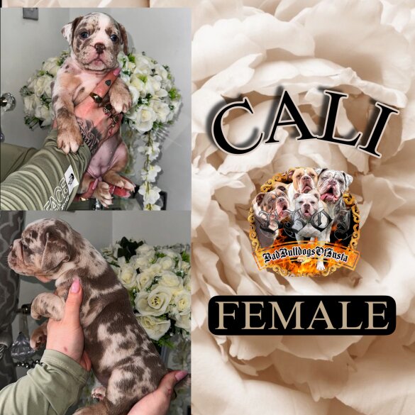 English Bulldog - Both