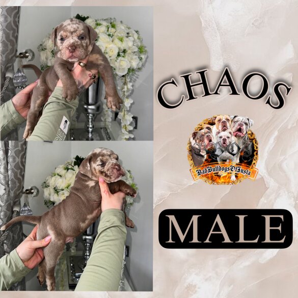 English Bulldog - Both
