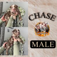 English Bulldog - Both
