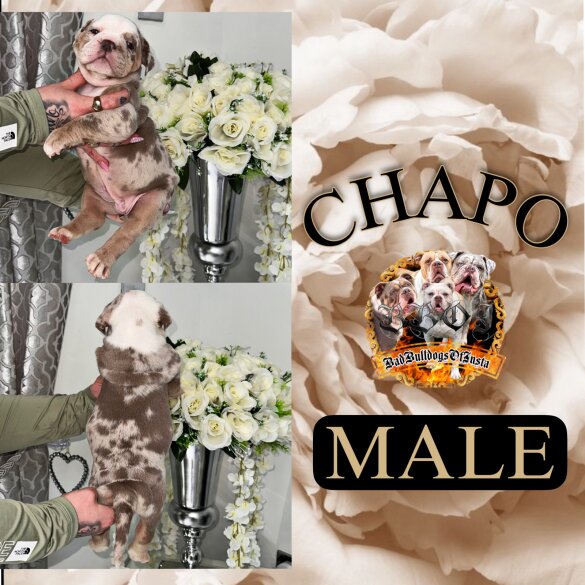 English Bulldog - Both