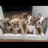 English Bulldog - Both