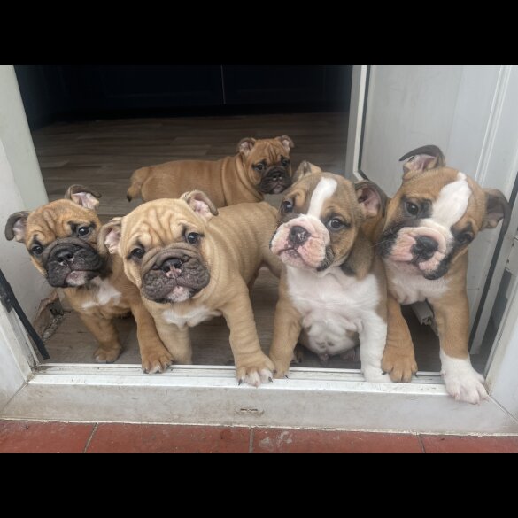 English Bulldog - Both