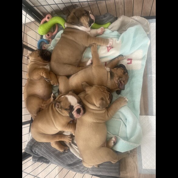 English Bulldog - Both