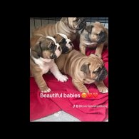 English Bulldog - Both
