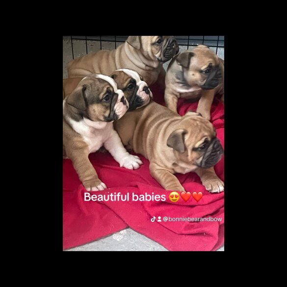 English Bulldog - Both