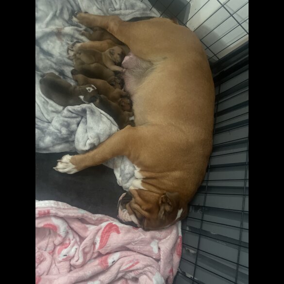 English Bulldog - Both