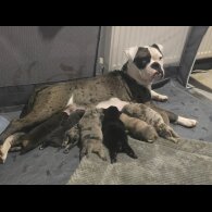 English Bulldog - Both
