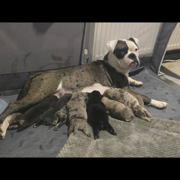 English Bulldog - Both