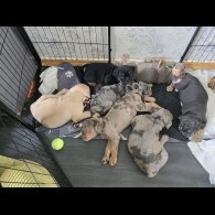 English Bulldog - Both