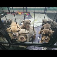 English Bulldog - Both