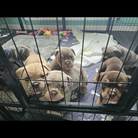 English Bulldog - Both