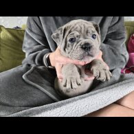 English Bulldog - Both