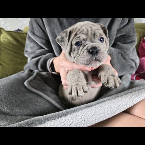 English Bulldog - Both
