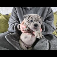 English Bulldog - Both