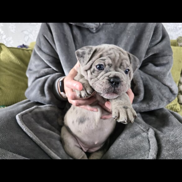 English Bulldog - Both
