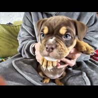 English Bulldog - Both