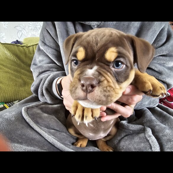 English Bulldog - Both