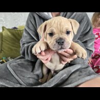 English Bulldog - Both
