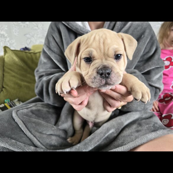 English Bulldog - Both